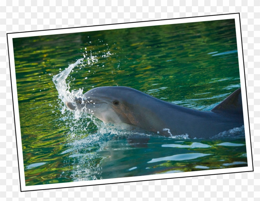 Coral Sweet 16 Discovery Cove - Common Bottlenose Dolphin Clipart