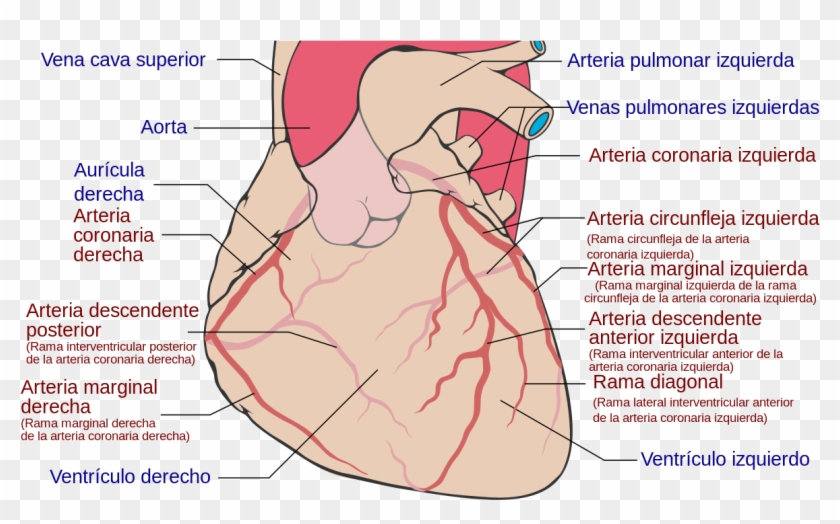 Coronary Arteries Clipart #2712713
