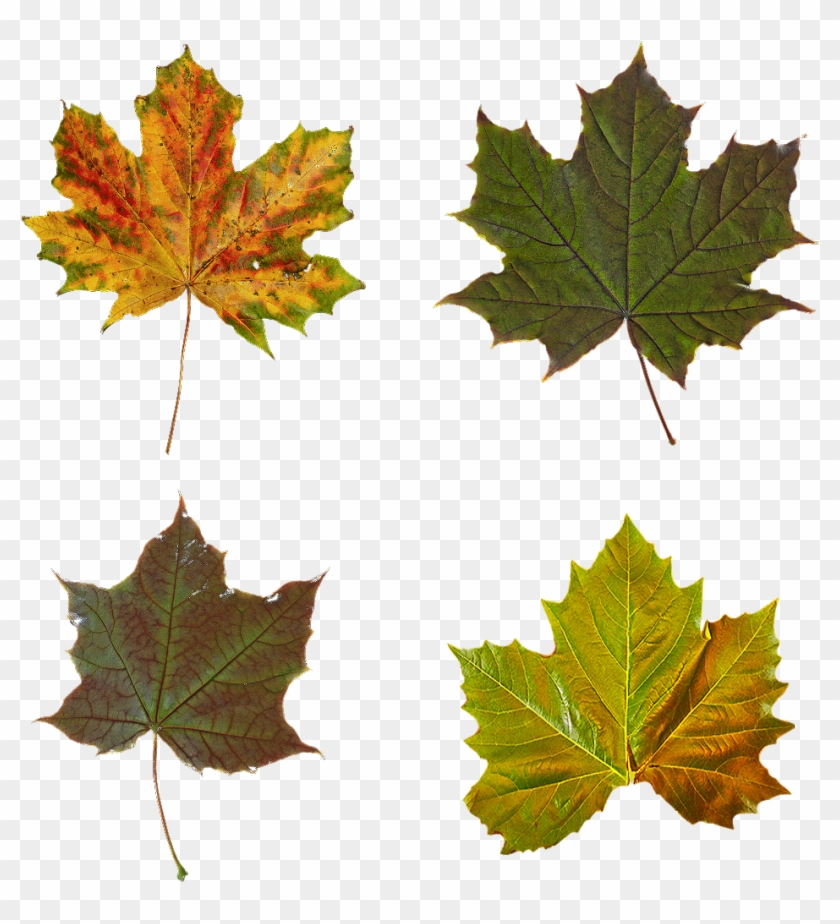 Fall Leaf Clipart #2712800