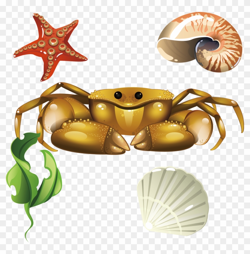Crab Euclidean Vector Screw Coral Shells Seashells - Caracoles De Mar Dibujo Clipart #2713265