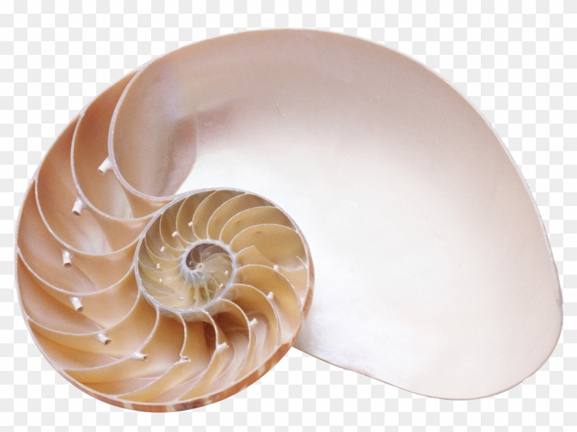 Spiral Shell Transparent Background Clipart #2713293