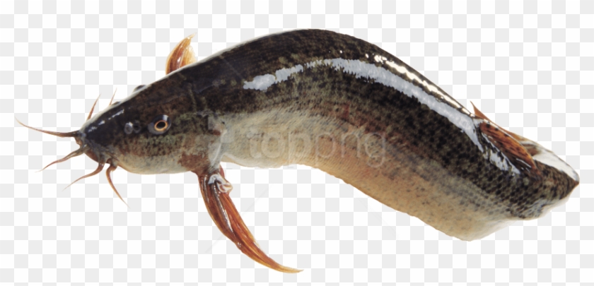 Download Fish Png Images Background - Magur Fish Png Clipart #2713627