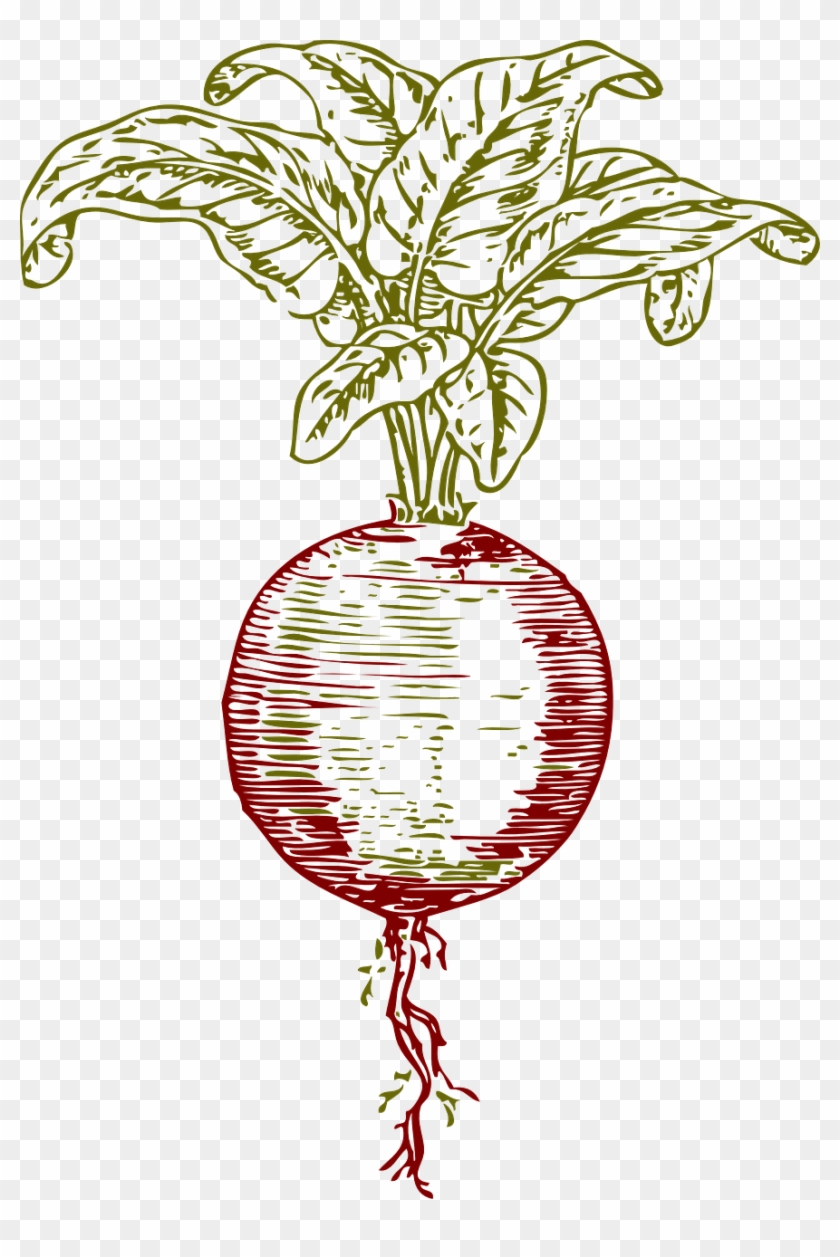 Beet Beetroot Root Plant Red Png Image - Beet Clip Art Transparent Png #2714721