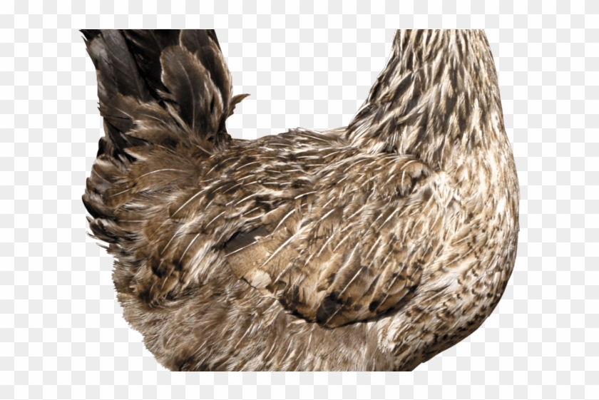 Monster Waves Clipart Hen - صورة دجاجة Png Transparent Png #2716053