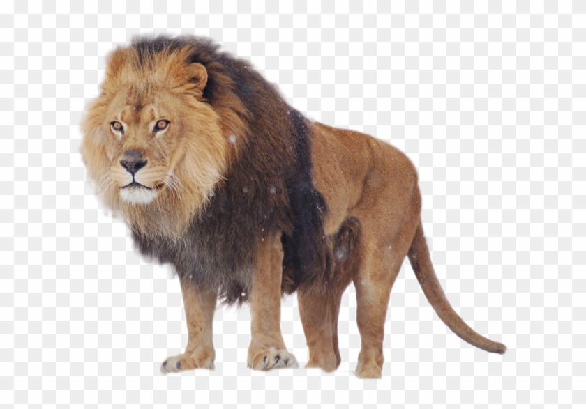 Lion Png Image - Babbar Sher Clipart