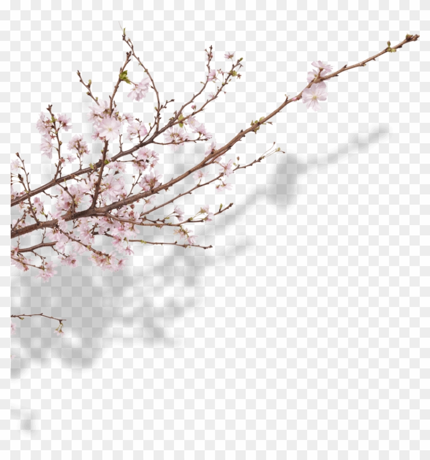 Botanicals - Cherry Blossom Clipart
