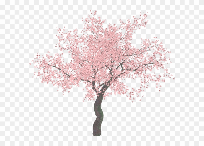 Cherry Blossom Trees Png Clipart #2717327