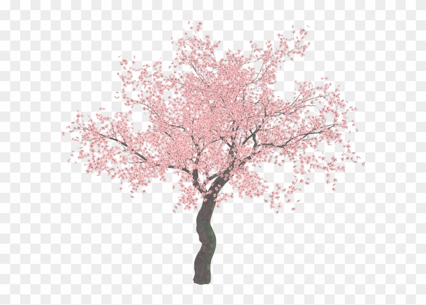 Cherry Blossom Trees Png Clipart