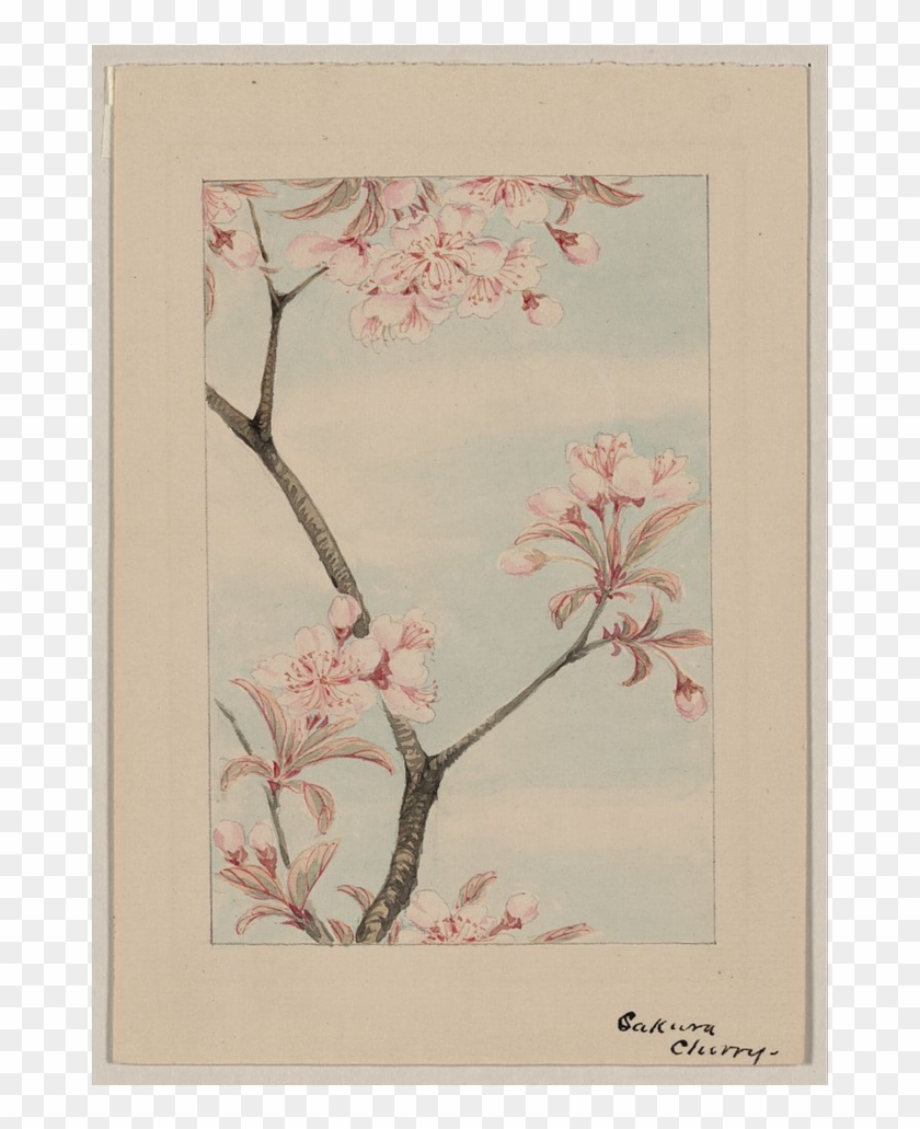 0 Replies 0 Retweets 0 Likes - Japanese Woodblock Cherry Blossom Clipart