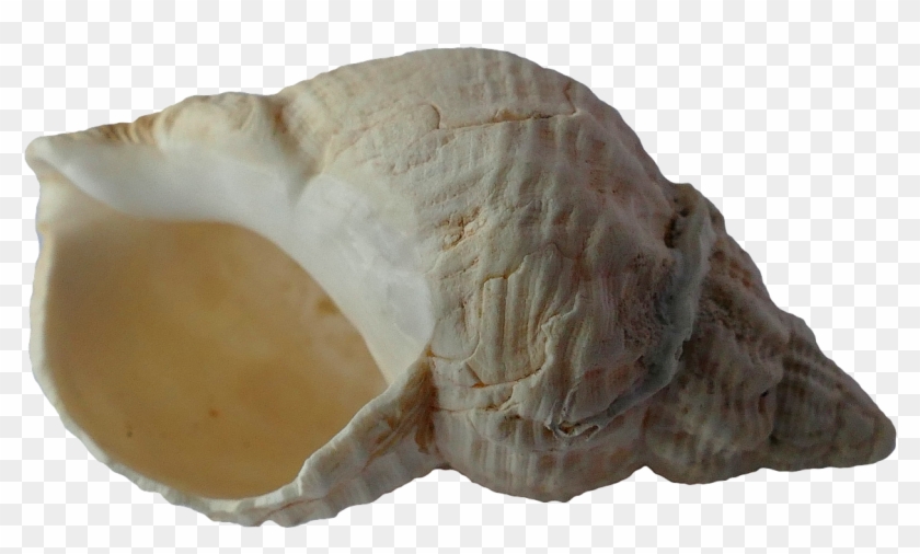 Picture Free Download Sea Clam Shells Png Image Picpng - Conchiglie Di Mare Png Clipart
