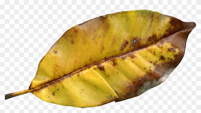 Leaf Fall Autumn Fall Leaves Png Image - Autumn Clipart