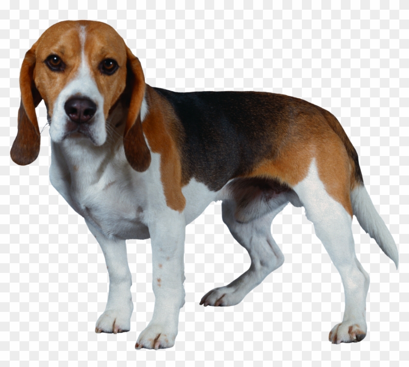 Dog Png - Beagle Harrier Clipart
