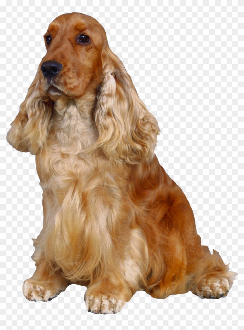 Dog Png - English Cocker Spaniel Png Clipart #2719827