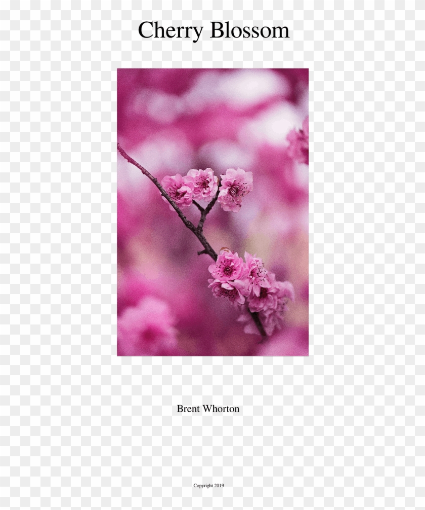 Cherry Blossom Sheet Music For Flute, Clarinet, Oboe, - Cherry Blossom Clipart