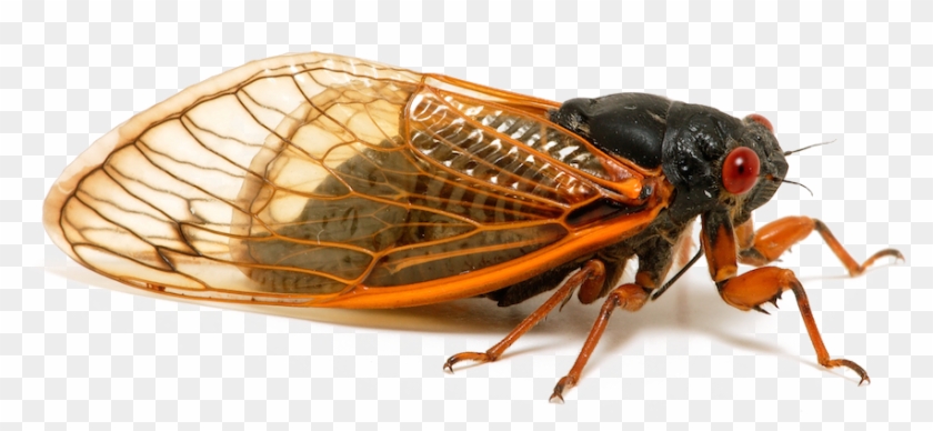 Insect Png Transparent Image - Insects Of China Clipart #2723291