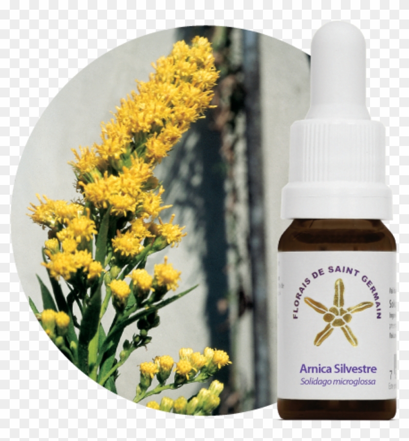 Essência Floral Estoque - Florais De Saint Germain Clipart