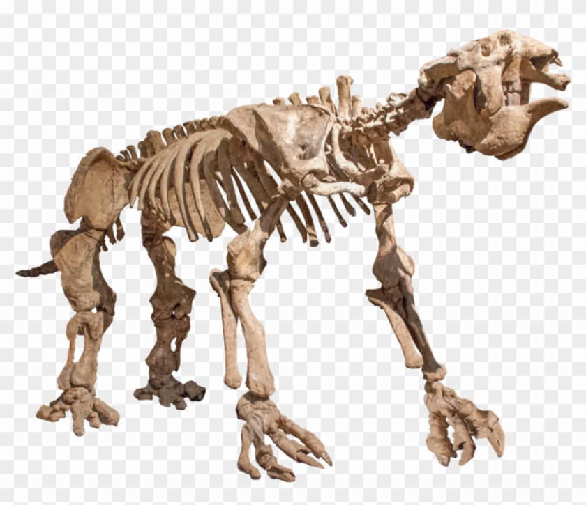 Photo Cutout, Sloth, Cut Outs, Skeleton, Mockup, Lion - Giant Sloth Skeleton Transparent Clipart #2723862