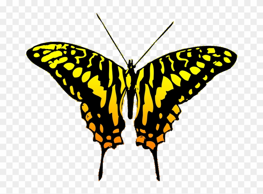 Black And Yellow Butterfly Clipart , Png Download - Butterfly Transparent Png #2724189