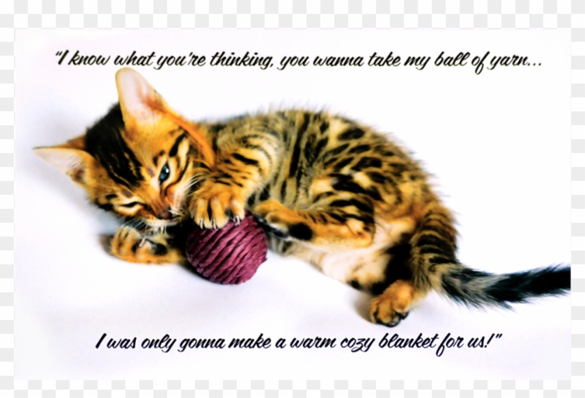 Kitten Clipart #2725343