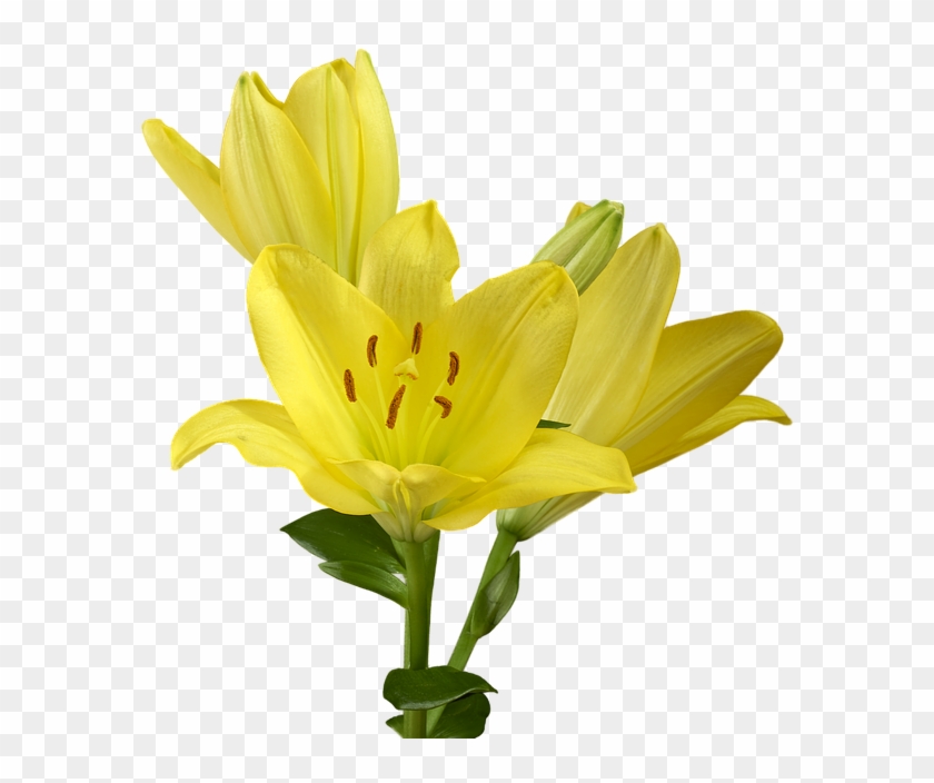 Easter Lily Png - Lirio Amarillo Planta Png Clipart #2726102