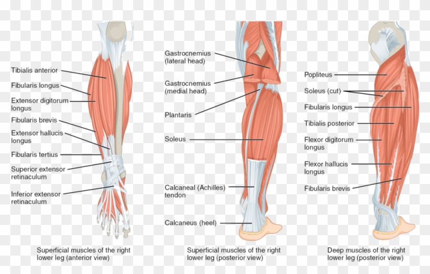 Muscles Of The Lower Leg And Foot Human Anatomy And - Muscles Of The Leg Clipart #2726256