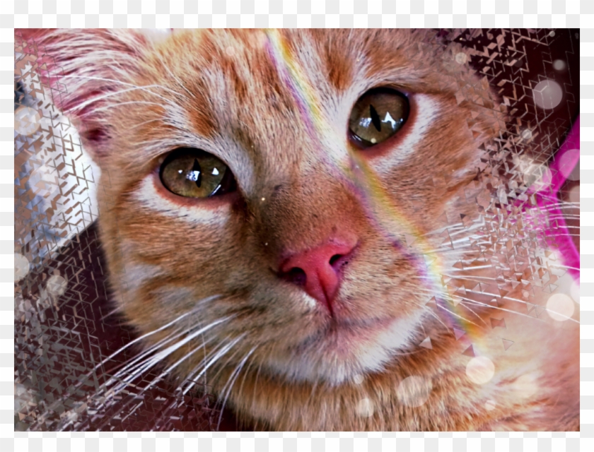 Image Source From Https - Domestic Short-haired Cat Clipart