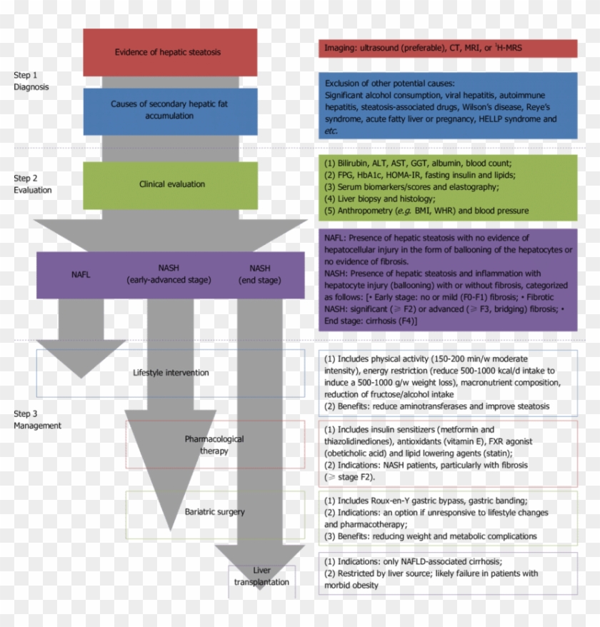 Clinical Algorithm For The Diagnosis And Management - Diagnosis And Management Of Nonalcoholic Liver Disease Clipart #2727505