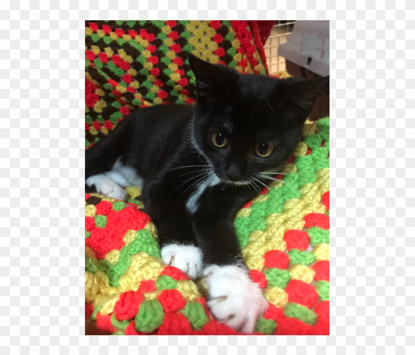 Donate To Petrescue - Black Cat Clipart