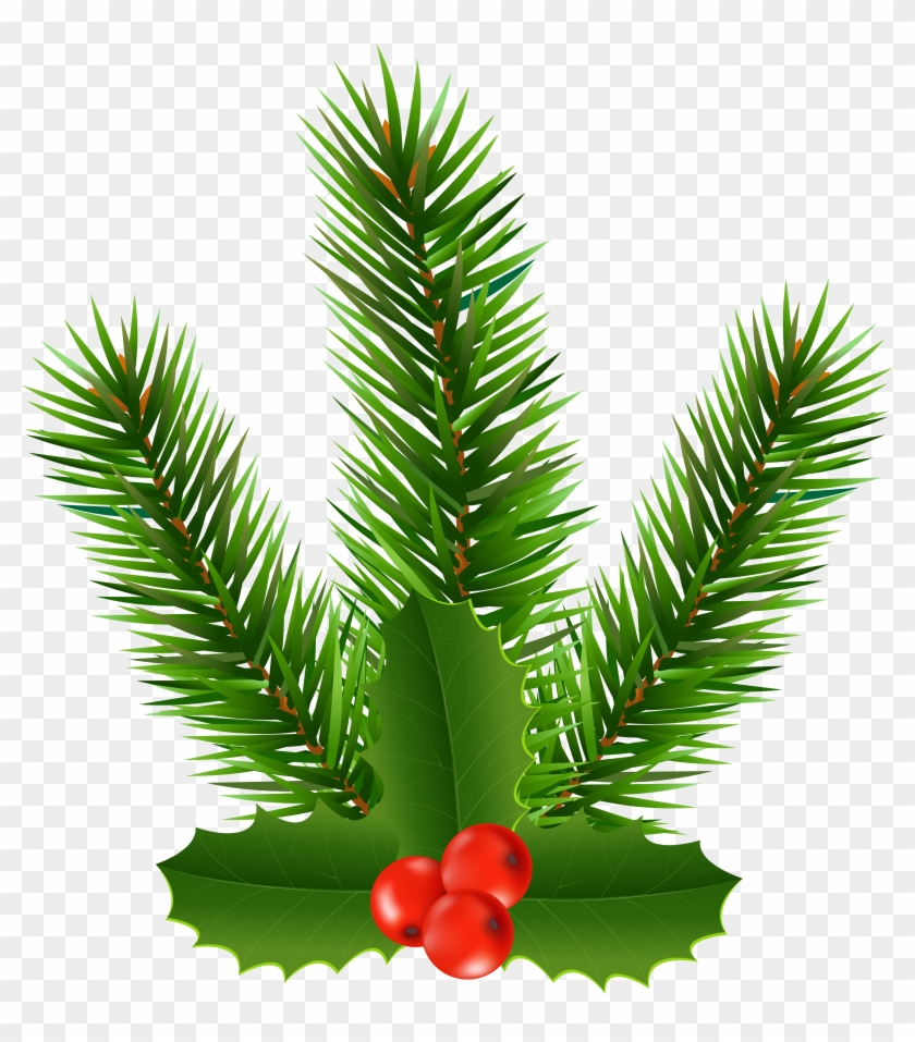 Pine Branch With Holly Clip Art Image - Christmas Tree - Png Download