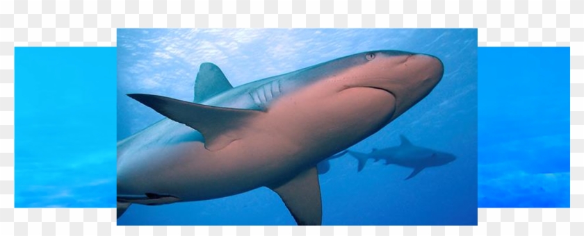 During European Shark Week Over 150 Events Took Place - Great White Shark Clipart