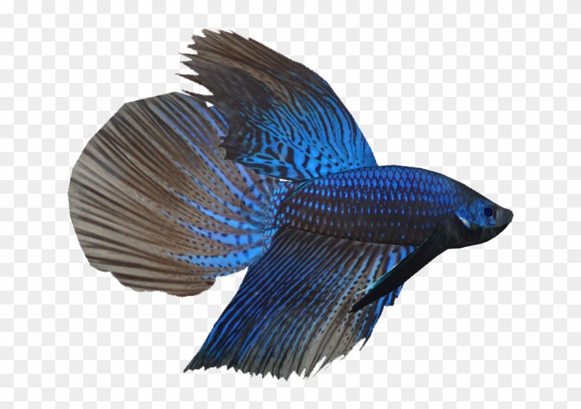 Betta M - Fresh Water Tropical Fish Clipart