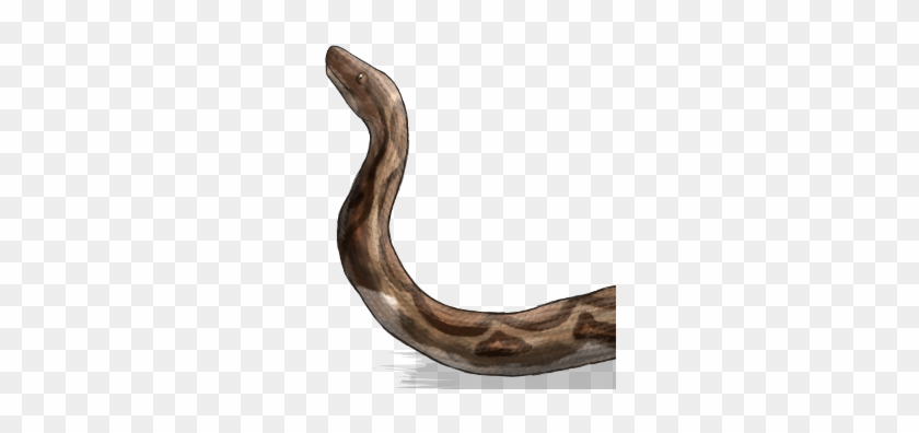 Boa Constrictor Clipart #2732779