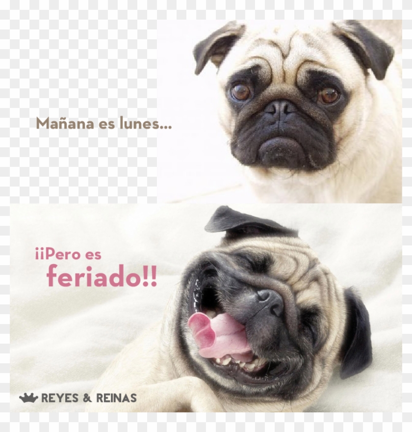 Non Working Monday Happy Dog / Este Pug El Lunes No - Valentines Day Pug Meme Clipart