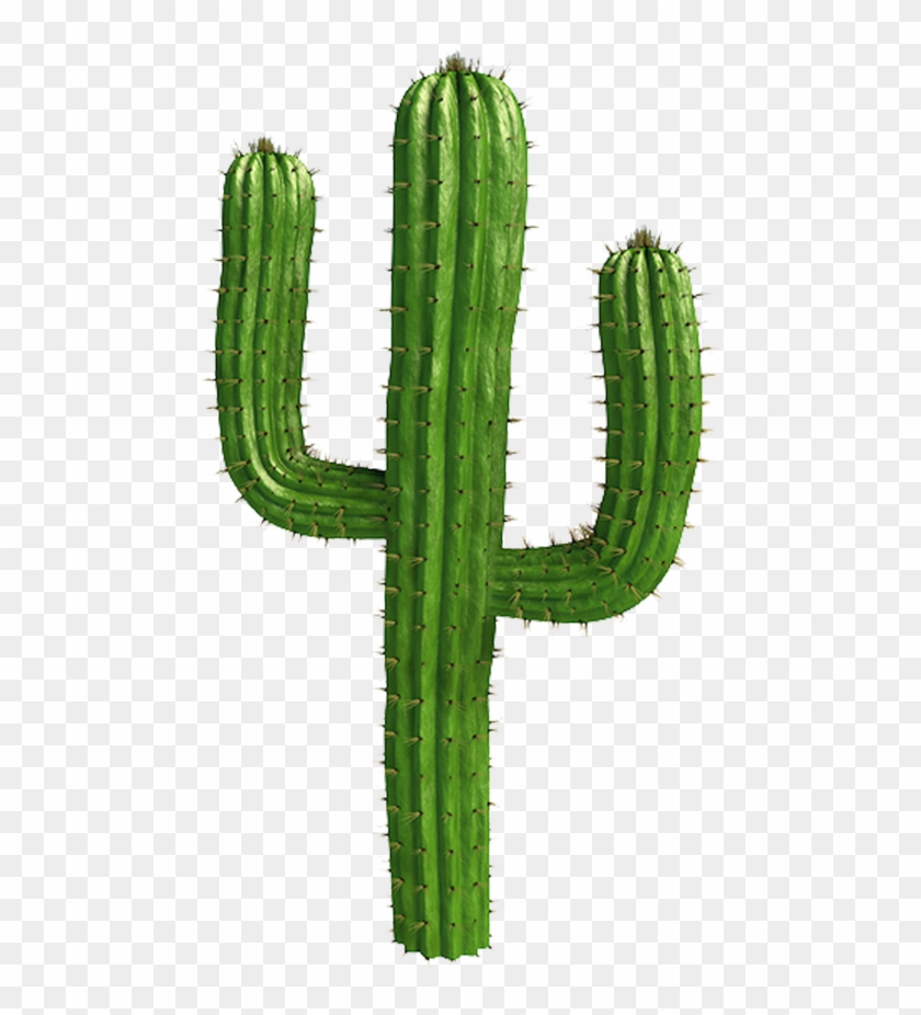Saguaro Cactus Vector - Cactus Png Clipart