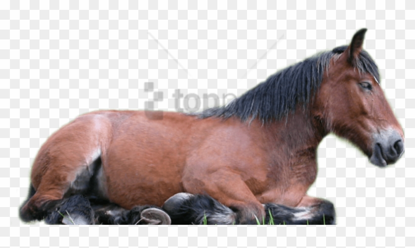 Free Png Horse Png Png Image With Transparent Background - Domestic Animals Images Png Clipart #2734829