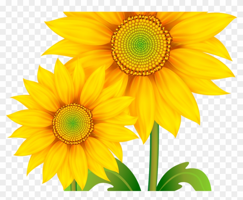 Transparent Background Sunflower Png Clipart