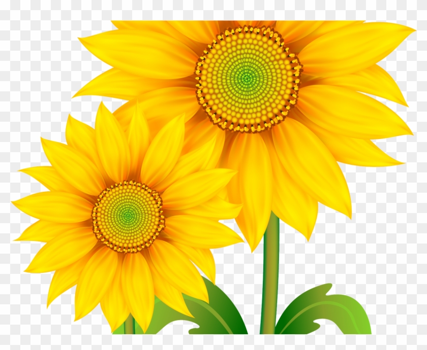 Transparent Background Sunflower Png Clipart #2736363