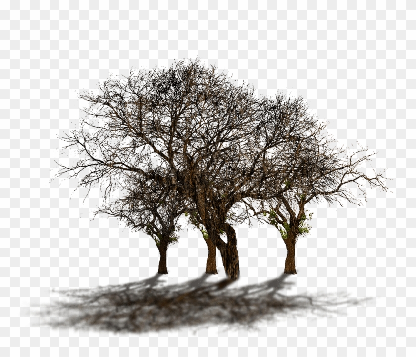 Volver Al Mapa - Oak Clipart #2737168