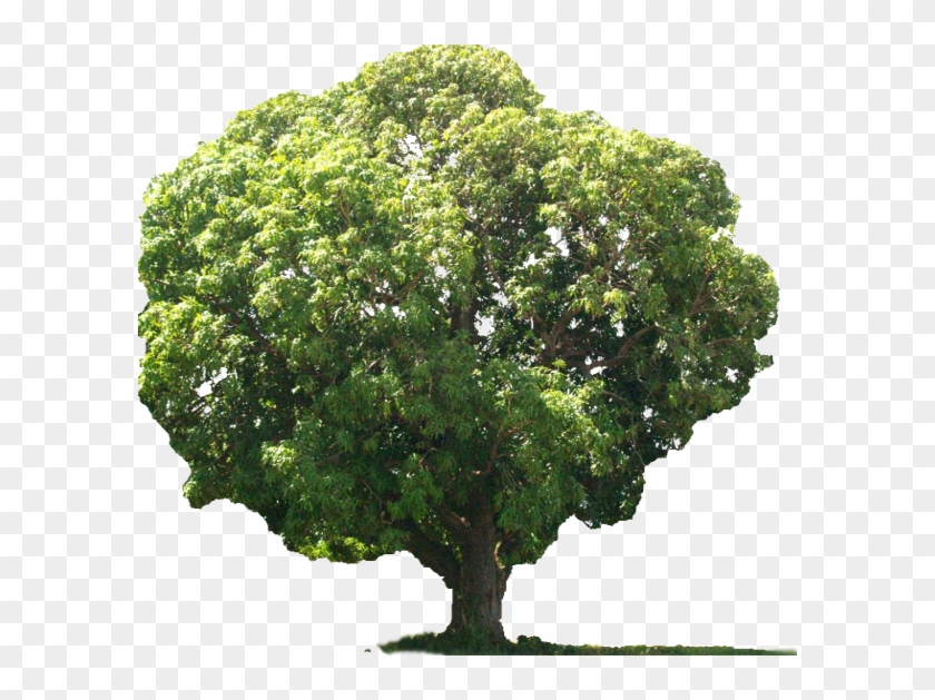 Arbol De Mango 1 Clipart #2737172