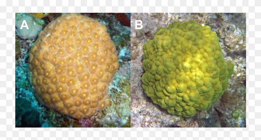 Two Species Of Coral That Are Common In The Florida - Porites Astreoides Clipart #2737532