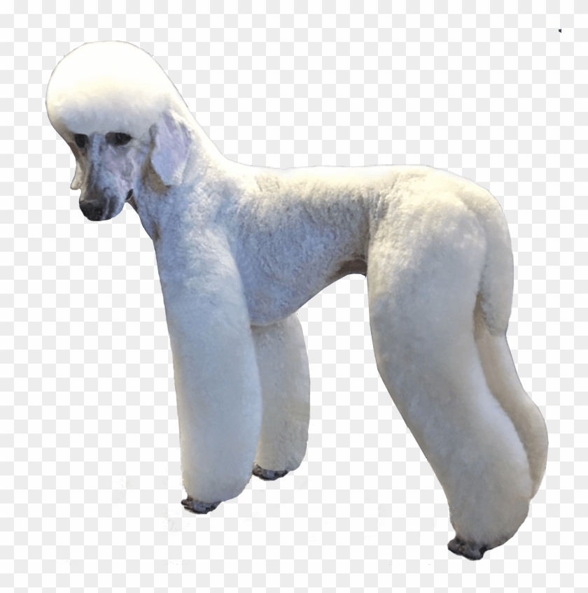 Poodle In German Trim - Standard Poodle Clipart
