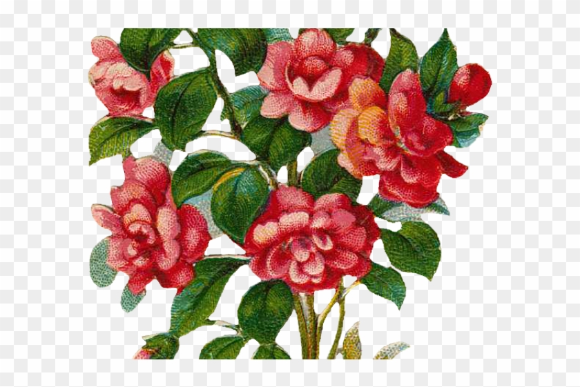 Rose Bush Clipart Floral - Rose Tree Png Transparent Png