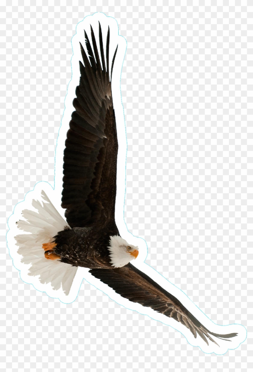 Vinyl Eagle Hawk Logo Bike Stickers Png Vinyl Eagle - Bald Eagle Clipart