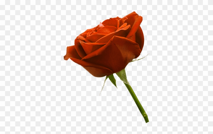 Instagram Manipulation Editing Photo In Picsart And - 薔薇 の 花 Clipart