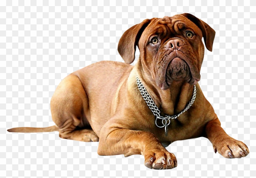 Our Mission - Dog Photoshop Actions Clipart