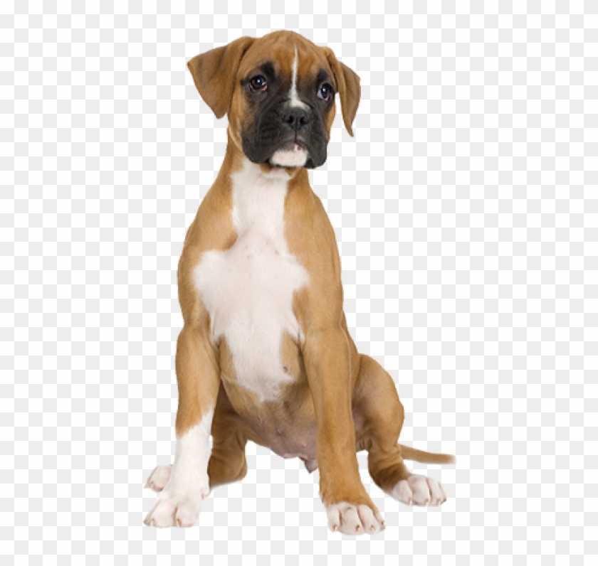 Dog Half Sitting Png - Boxer Puppy Clipart #2739825
