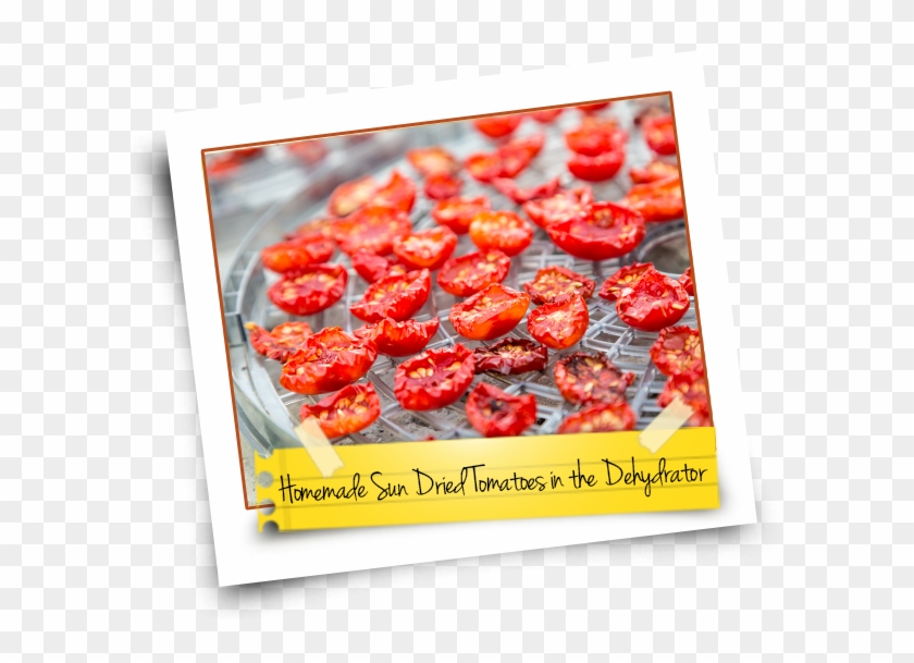 Homemade Sun Dried In The Dehydrator Kitchen - Food Drying Clipart