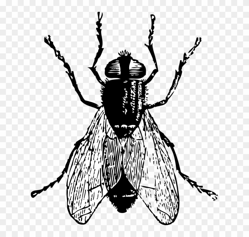 Black Horse Fly Png Clipart - Fly Clipart Black And White Transparent Png #2740779
