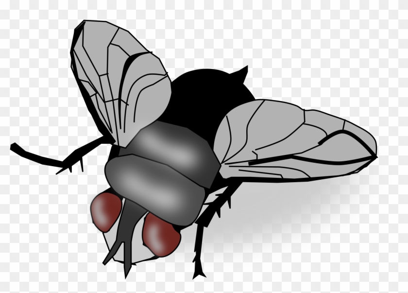 Insect Fly Clip Art Transprent Png Free Ⓒ - Clipart Image Of A Fly Transparent Png #2740859