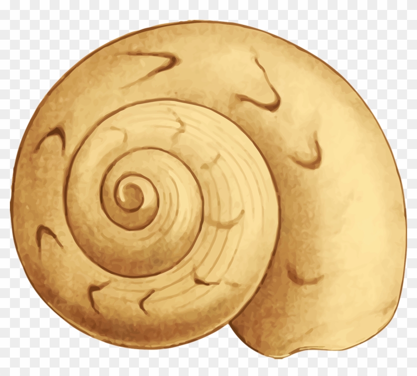 Animal Beach Ocean Sea Seashell Png Image - หอย การ์ตูน Png Clipart